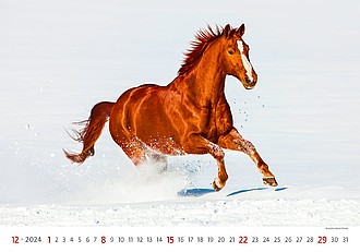 Horses Dreaming 2023, nástěnný kalendář, prodloužená záda
