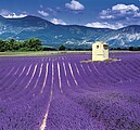 Provence 2027, nástěnný kalendář, prodloužená záda