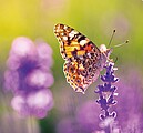 Provence 2027, nástěnný kalendář, prodloužená záda