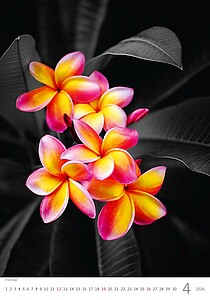 Colour Art 2027, nástěnný kalendář, prodloužená záda