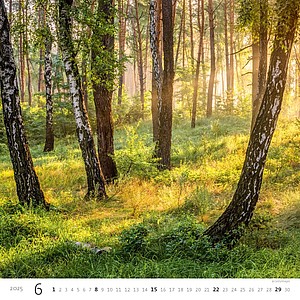 Forest 2025, nástěnný kalendář, prodloužená záda