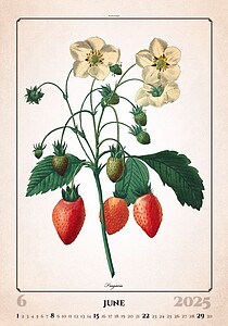 Herbarium 2027, nástěnný kalendář, prodloužená záda