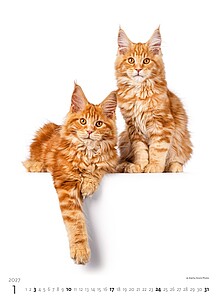 Kalendář Koťátka, 2027