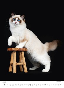 Kalendář Koťátka, 2027