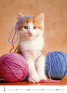 Kalendář Koťátka, 2027