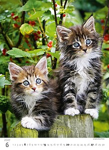 Kalendář Koťátka, 2027