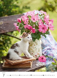 Kalendář Koťátka, 2027
