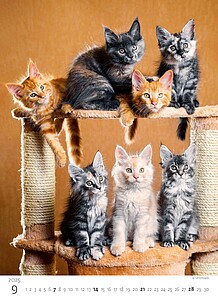 Kalendář Koťátka, 2027