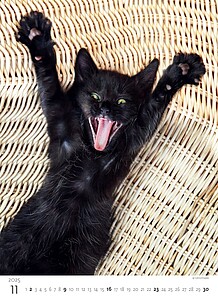 Kalendář Koťátka, 2027