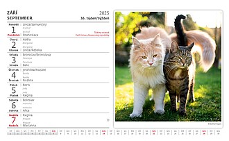 Kočky 2025, stolní kalendář