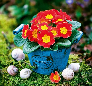 Kouzlo domova 2027, nástěnný kalendář, prodloužená záda