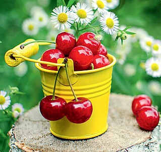 Kouzlo domova 2027, nástěnný kalendář, prodloužená záda