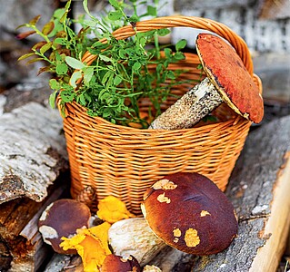 Kouzlo domova 2027, nástěnný kalendář, prodloužená záda