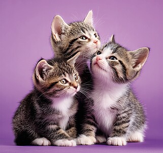 Mazlíčci 2027, nástěnný kalendář, prodloužená záda