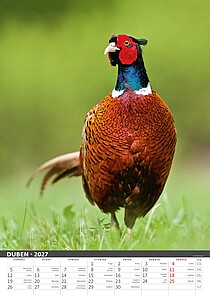 Myslivecký klendář 2027, nástěnný kalendář, prodloužená záda