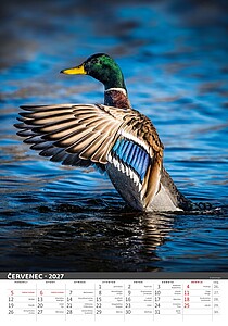 Myslivecký klendář 2027, nástěnný kalendář, prodloužená záda