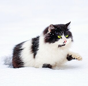 Nástěnný kalendář Cats 2027 včetně laše