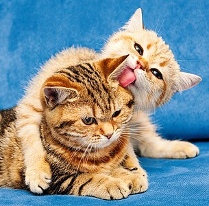 Nástěnný kalendář Cats 2027 včetně laše