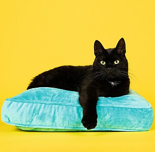 Nástěnný kalendář Cats 2027 včetně laše