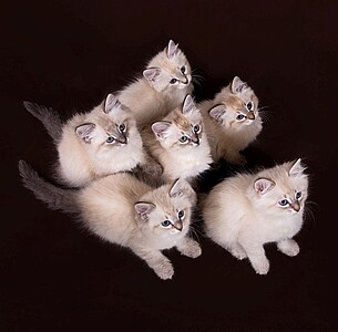 Nástěnný kalendář Cats 2027 včetně laše