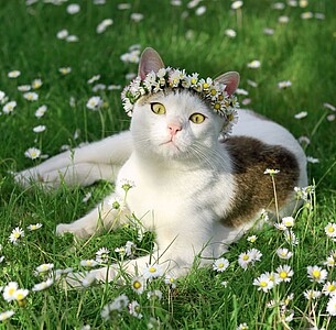 Nástěnný kalendář Cats 2027 včetně laše