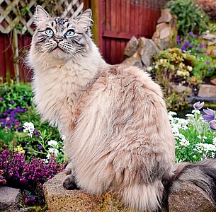 Nástěnný kalendář Cats 2027 včetně laše