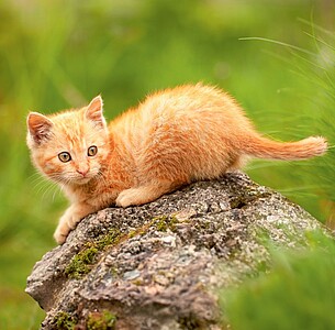 Nástěnný kalendář Cats 2027 včetně laše