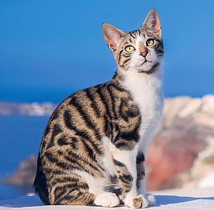 Nástěnný kalendář Cats 2027 včetně laše