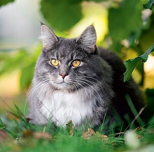 Nástěnný kalendář Cats 2027 včetně laše