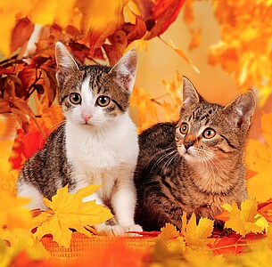 Nástěnný kalendář Cats 2027 včetně laše