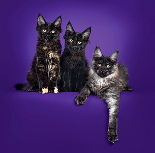 Nástěnný kalendář Cats 2027 včetně laše