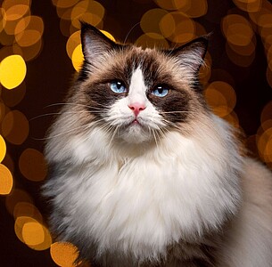 Nástěnný kalendář Cats 2027 včetně laše