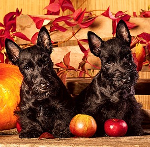Nástěnný kalendář Dogs 2026 včetně laše