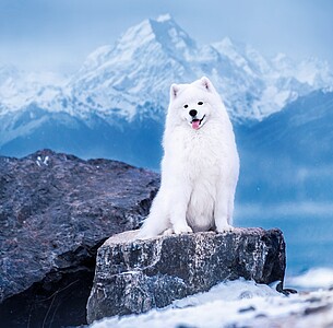 Nástěnný kalendář Dogs 2027 včetně laše