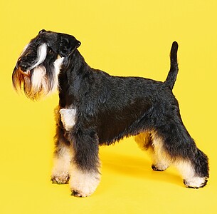 Nástěnný kalendář Dogs 2027 včetně laše