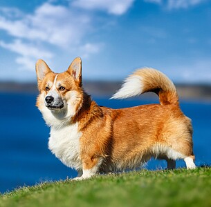 Nástěnný kalendář Dogs 2027 včetně laše