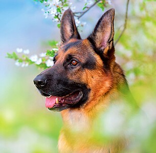 Nástěnný kalendář Dogs 2027 včetně laše