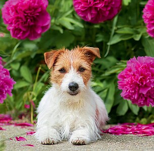 Nástěnný kalendář Dogs 2027 včetně laše