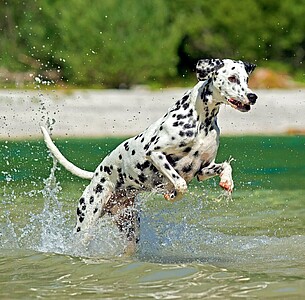 Nástěnný kalendář Dogs 2027 včetně laše