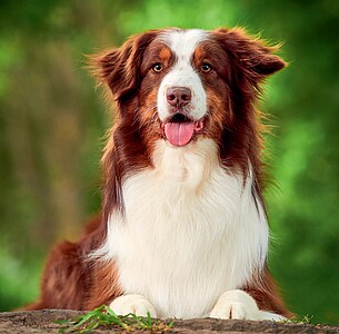 Nástěnný kalendář Dogs 2027 včetně laše