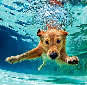 Nástěnný kalendář Dogs 2027 včetně laše