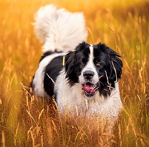 Nástěnný kalendář Dogs 2027 včetně laše