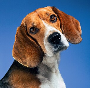 Nástěnný kalendář Dogs 2027 včetně laše