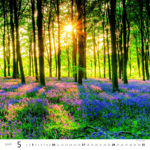 Nástěnný kalendář Forest/Wald/Les 2026