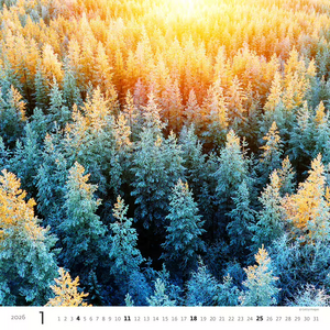 Nástěnný kalendář Forest/Wald/Les 2027