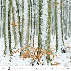 Nástěnný kalendář Forest/Wald/Les 2027