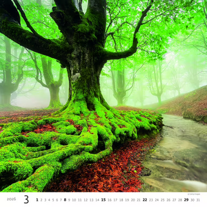 Nástěnný kalendář Forest/Wald/Les 2027
