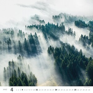 Nástěnný kalendář Forest/Wald/Les 2027
