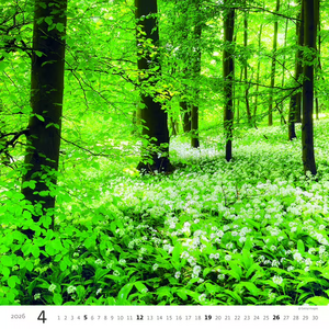 Nástěnný kalendář Forest/Wald/Les 2027