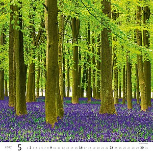 Nástěnný kalendář Forest/Wald/Les 2027